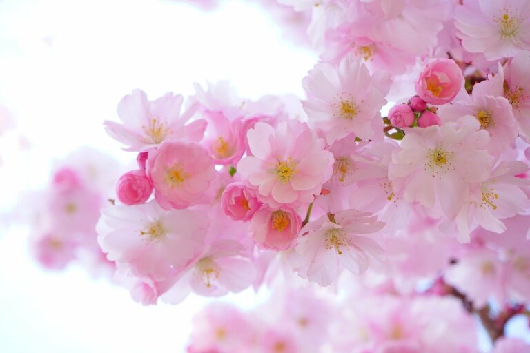 flowers-324175_1280